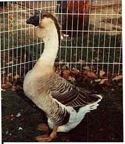 African gander